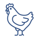 chicken